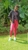 RACHAEL GITONGA profile image